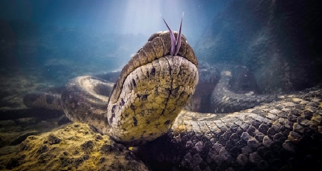 Serpente
